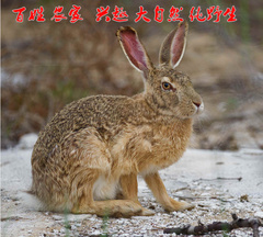 正宗野兔野生兔子野外抓捕新鲜红烧野兔子肉3-4斤原生态滋包邮