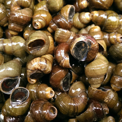 新鲜鲜活野生田螺 螺蛳淡水野生螺丝泥螺