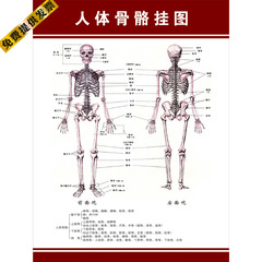 人体解剖海报 人体骨骼海报贴图 肌肉骨骼神经血管分布挂图展板