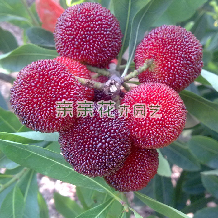 可盆栽果树苗木果苗杨梅树苗 早荠蜜梅苗 杨梅苗 早熟,品质优良|ruв категории доставка цветов/цветок моделирования/растения садоводства, садовое растение/даосское дерево/фруктовых деревьев, фруктовых деревьев - от Buy2taobao.com для оказания профессиональной услуги покупки агента Taobao