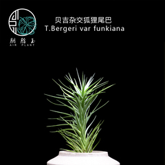 胭脂玉 空气凤梨 T.Bergeri var Funkiana 贝吉杂交狐狸尾巴