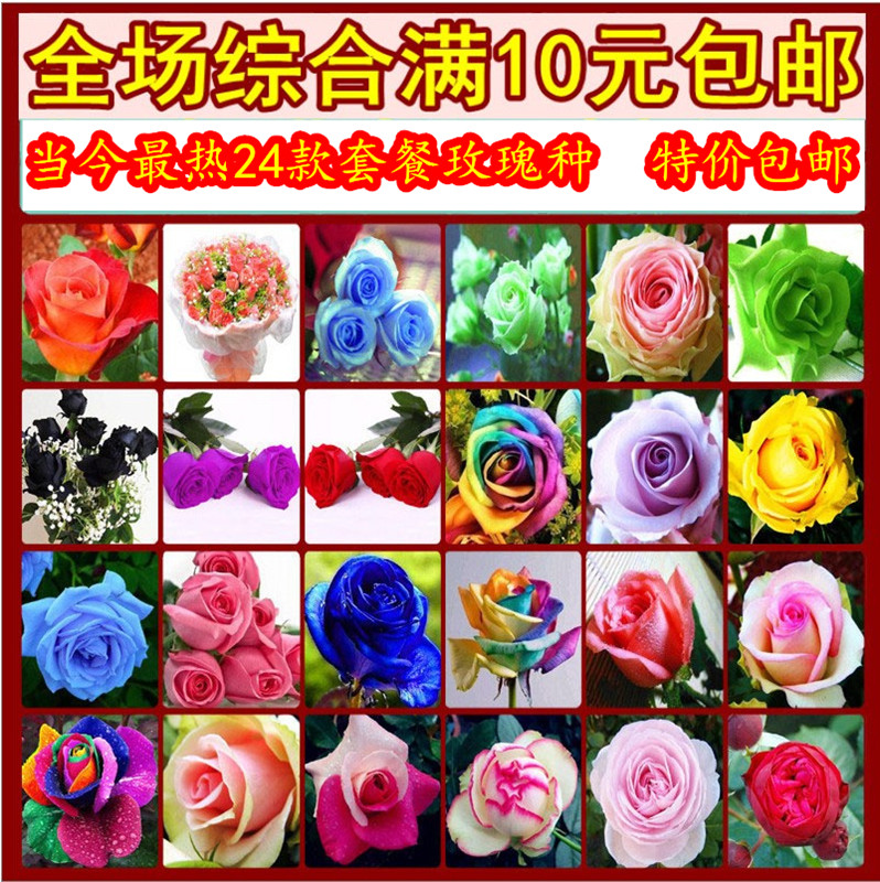 四季盆栽花卉N子 多肉植物24款玫瑰花N子 已催芽 红玫瑰N子产品展示图1