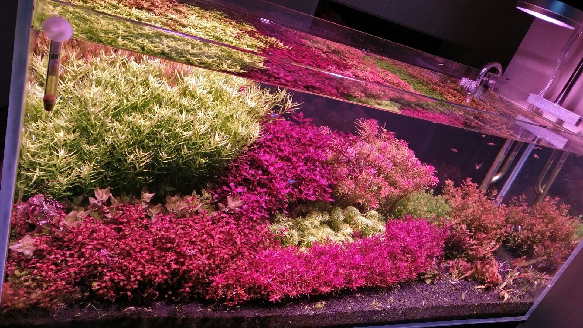水草开缸草宫廷粉红虎耳红太阳普太丁香北美丁香小圆叶迷你红蝴蝶