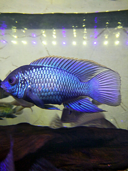 南美鱼,湛蓝宝石,翡翠宝石