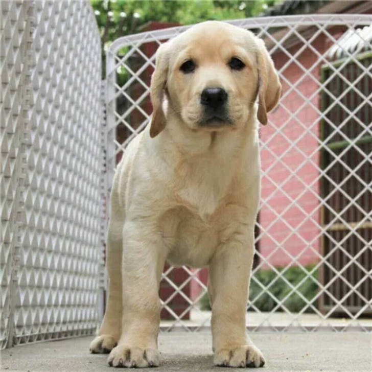 出售纯种拉布拉多幼犬犬舍繁殖精品拉布拉多幼犬