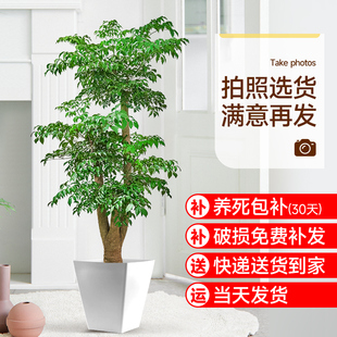 厂家老桩幸福树客厅绿植室内大型绿植落地真花幌伞枫大号植物盆景