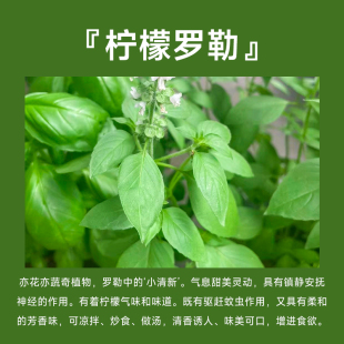 新品薄荷迷迭香百里香罗勒叶香茅紫苏新鲜可食用驱蚊绿植香草香料