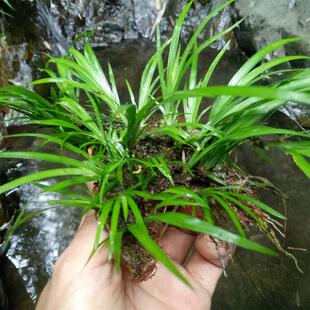 速发石菖蒲水草水生植物沼泽过滤挺水植物水培植物附龙根苗鱼龟缸