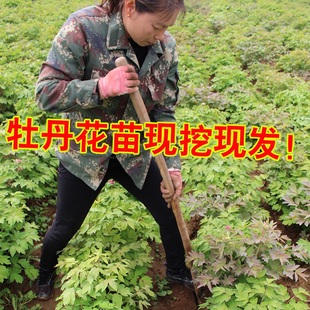 牡丹花苗盆栽大苗洛阳正宗带花苞牡丹花种缠枝重瓣花卉牡丹花树苗