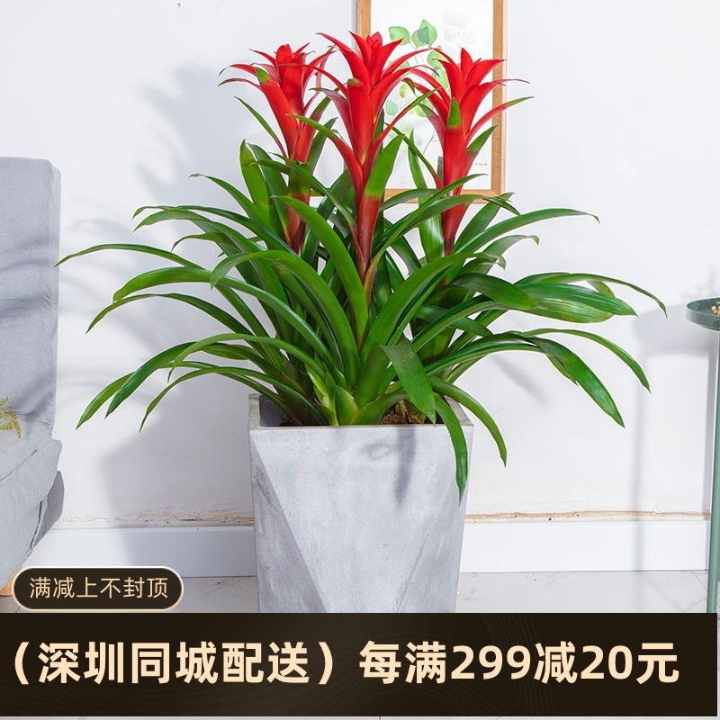 鸿运当头凤梨花盆栽客厅室内植物办公室红星年宵花卉植物深圳直送