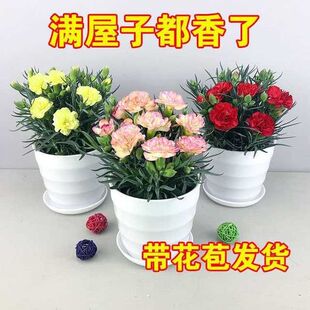 康乃馨带花发货四季开花室内客厅观赏型浓香型花卉鲜花盆栽易成活