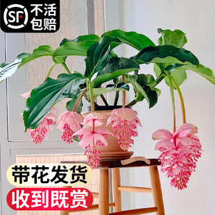 速发【带花发货】宝莲灯花t盆栽带花苞四季开花卉绿植物室内客厅