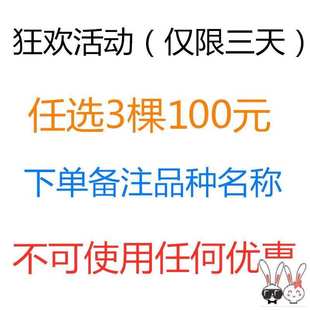 急速发货爬墙植物室外蔷薇花苗爬藤四季开花无刺藤蔓楼顶月季阳台