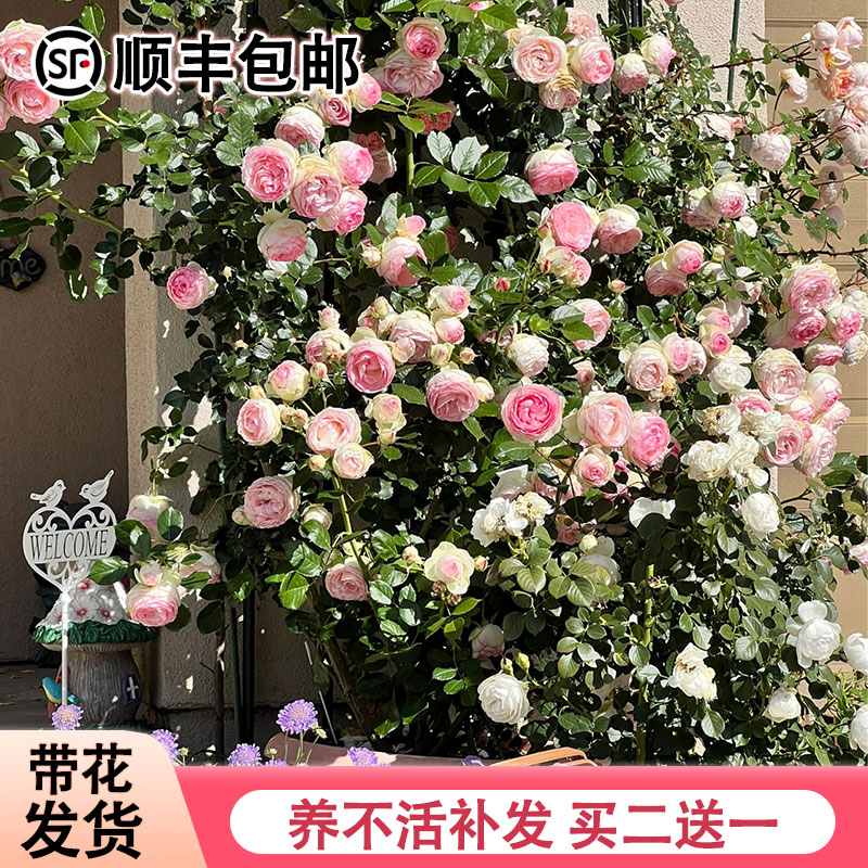 藤本月季蔷薇花苗特大花卉庭院爬藤四季开花盆栽阳台玫瑰爬墙树苗