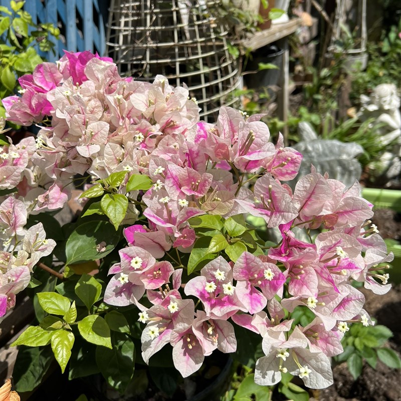 三角梅盆栽 阳台庭院多年生木本植物花园花镜耐热耐寒好养开花卉