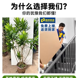 现货速发百合竹真绿植客厅大型落地金心金边大盆栽室内办公室好养