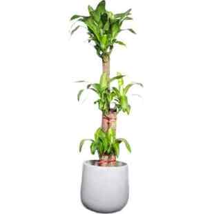 新品巴西木盆栽金心巴西铁树盆景室内办公室家居大型植物清新空气