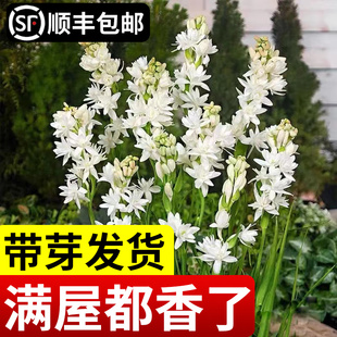 极速重瓣晚香玉种球盆栽夜来香浓香型鲜花卉绿植物庭院郁金香百合