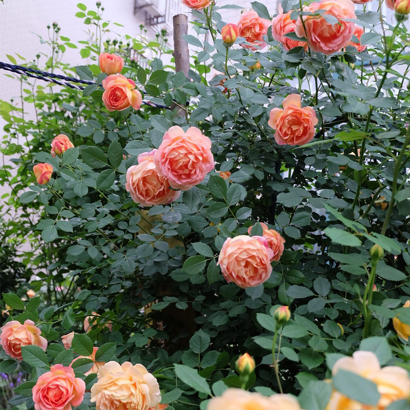 夏洛特夫人藤本月季花大苗阳台院墙爬藤花L卉植物盆栽大花浓香四