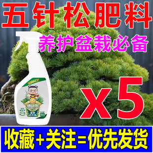 五针松专用肥黑松树盆景营针液罗汉松叶枯病药叶莱松柏防养蓬发黄