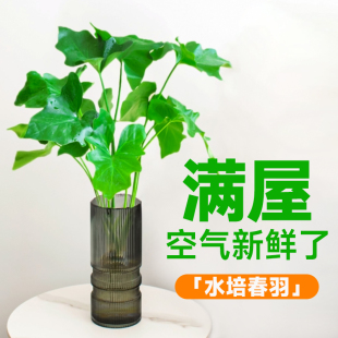 厂家春羽水培植物室内好养桌面盆栽鸭脚木水养吊钟绿箩吸甲醛春雨