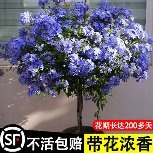 速发蓝雪花盆栽大苗棒棒糖花卉月季带花苞植物室内花爬藤四季开花