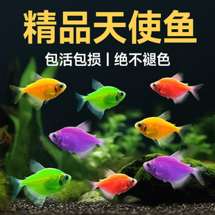 速发天使鱼精品观赏鱼小型热带鱼淡水鱼七彩斑马鱼孔雀鱼好养耐活