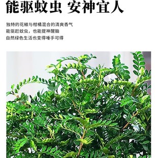 速发防驱蚊草植物正宗胡椒清香木盆栽室内花卉九里香老桩盆景水培