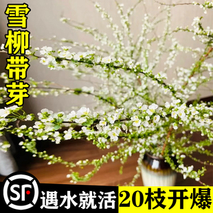 雪柳干枝鲜枝适合水养的花卉懒人绿植物室内泡水培重瓣干支柴盆栽