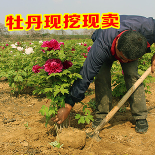 速发牡丹花苗盆栽大苗正宗洛阳带花苞芍药鲜花重瓣花卉室内牡丹花