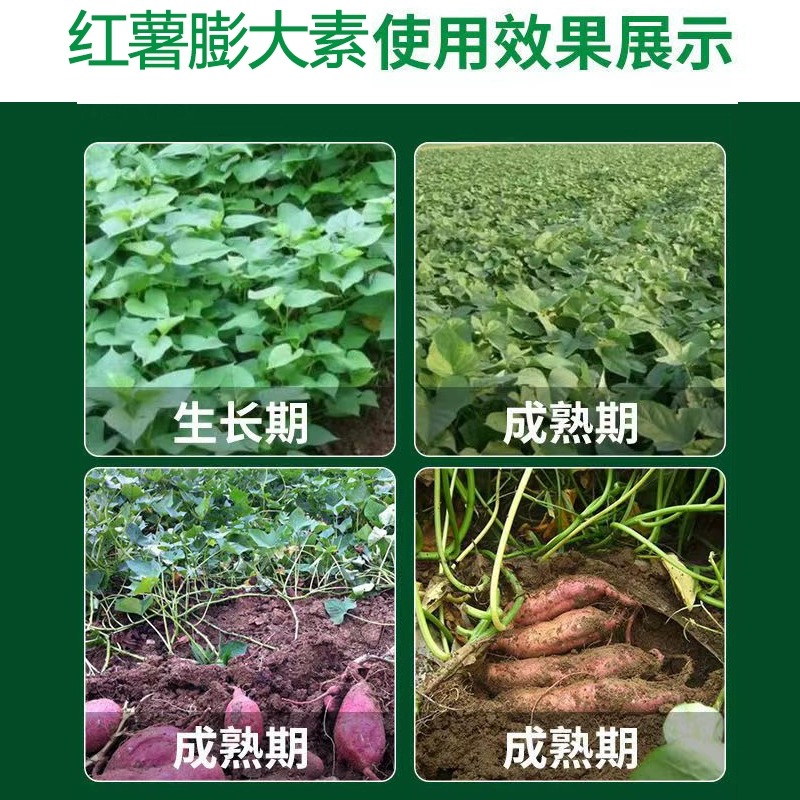 新品红薯控旺膨大素根茎膨专科用甘薯地瓜增产根茎块茎防裂高产万