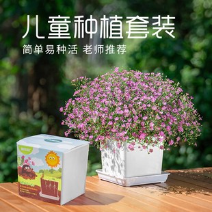 凤仙花种子小学生科学实验观察套装儿童种植小盆栽植物种籽阳