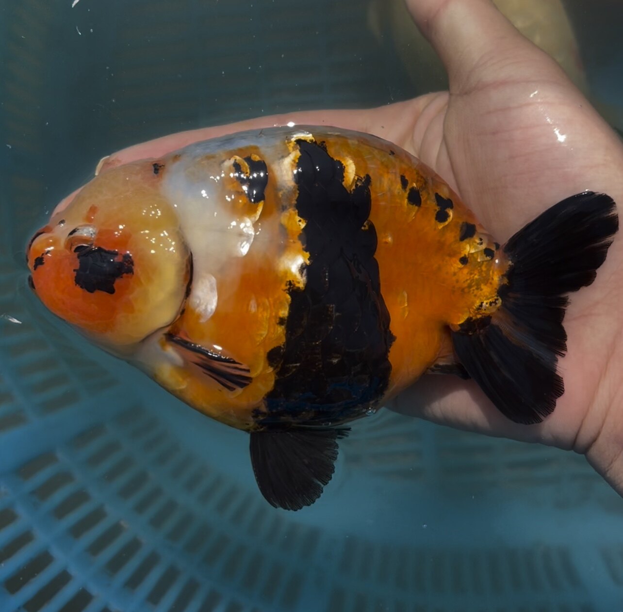 淘宝￥150折后价￥150风 emoji 波妞和宗介宫崎骏金鱼姬 gk手办雕像