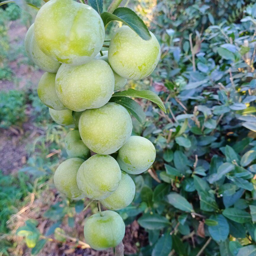 四川青脆脱骨李子新鲜现摘五斤江安土李子孕妇当季水果酸甜包邮