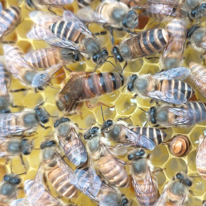 中蜂蜂王新开产双色中蜂王红背王蜜蜂王土蜂王优质高产中蜂王