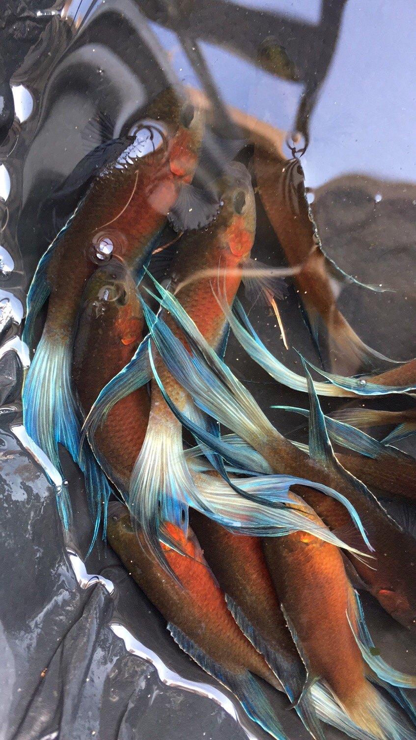 中国斗鱼澳红澳洲红火焰活鱼国斗澳火种鱼,国斗澳火可以繁殖一对