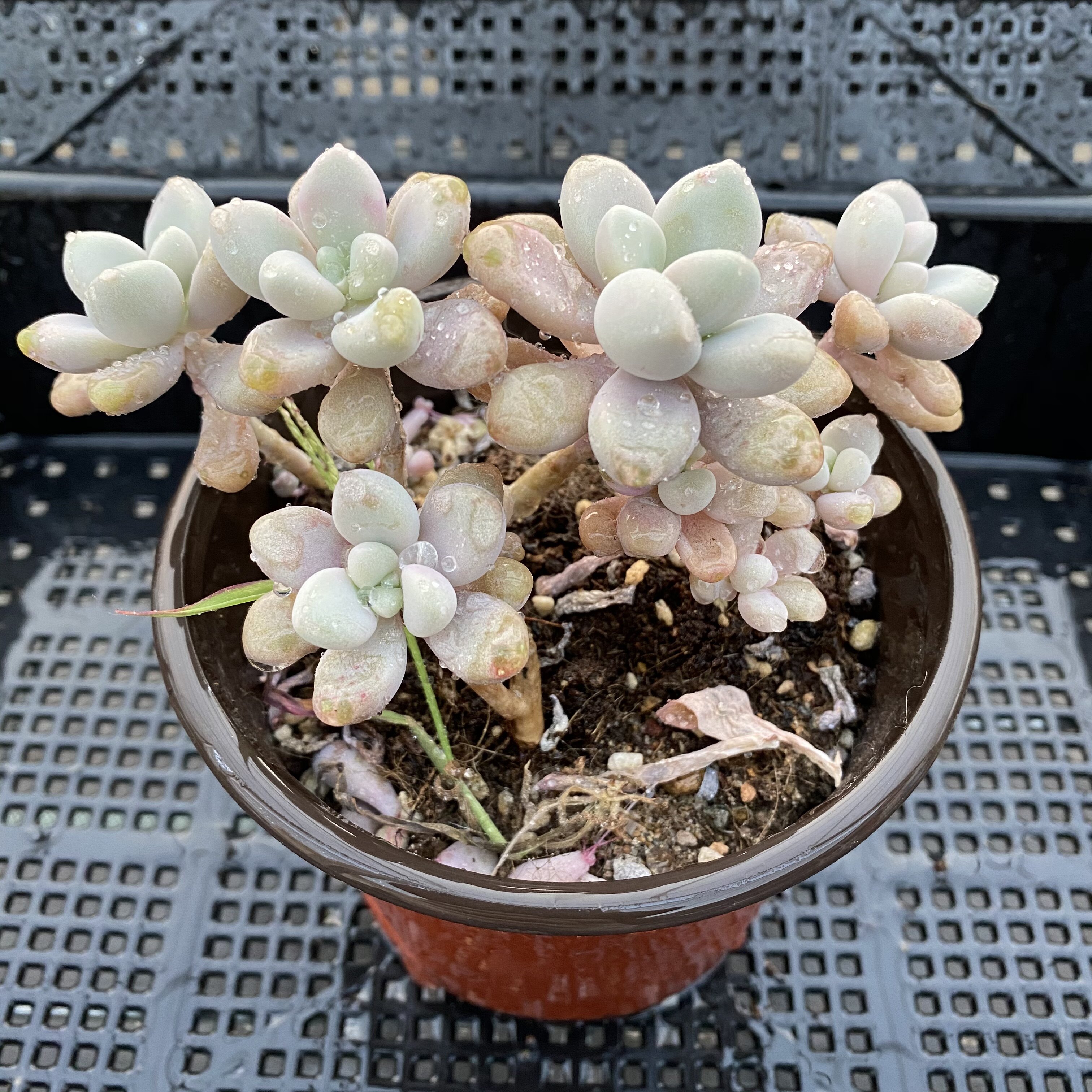 93号链接艾伦伪群18元包邮多植物阳台室内空气净化多肉植物