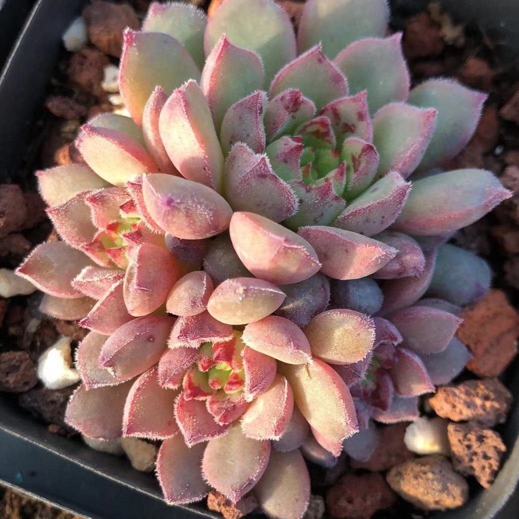 夜曲 的多肉植物叶片叶子叶插 秋阳家母本繁殖