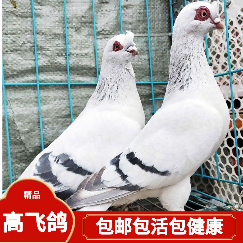 【白瓦班高飞鸽】信鸽赛鸽高飞活体公母一对成年种鸽幼鸽一只包活