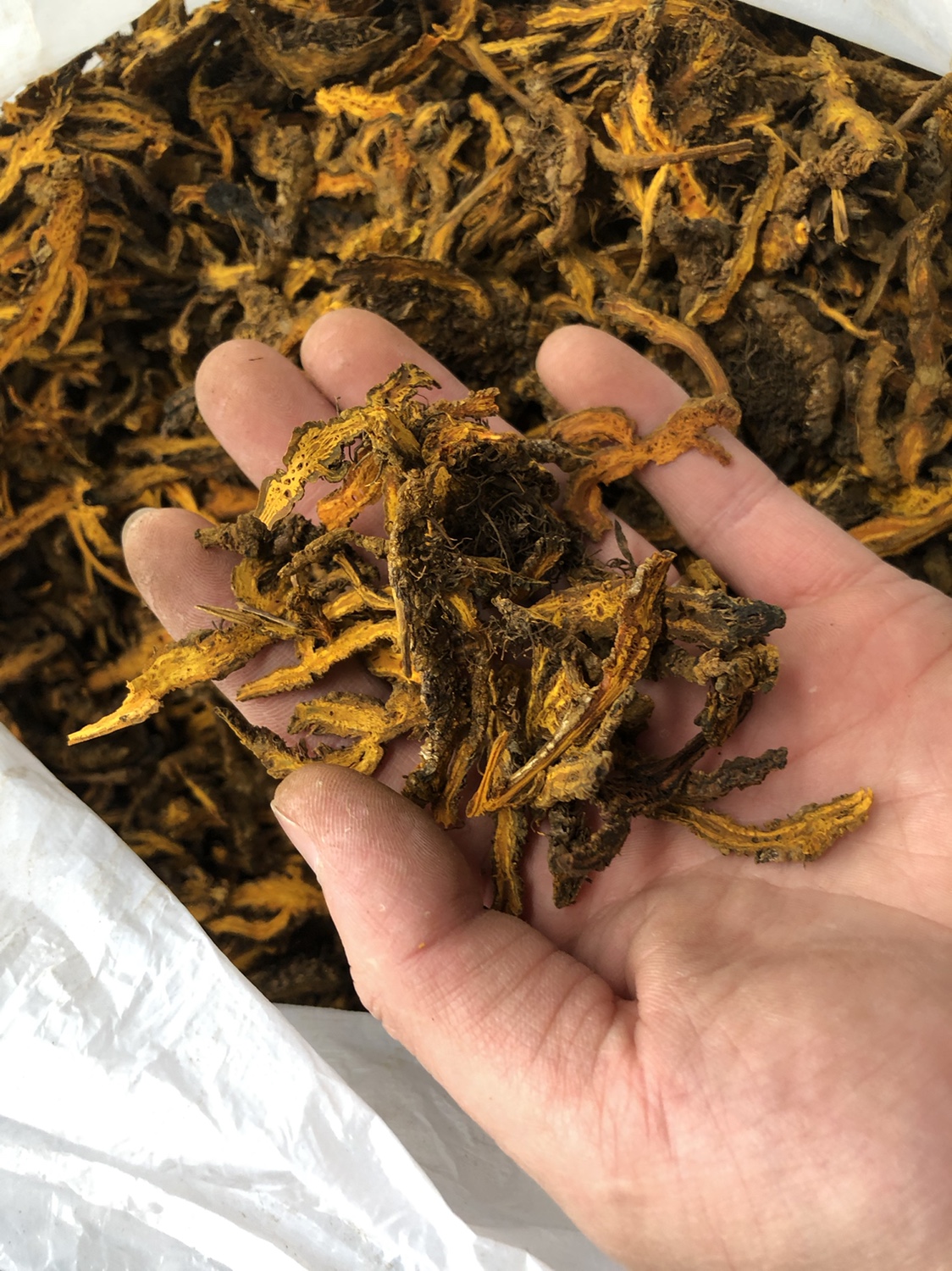 采林四川黄莲500g黄连鸡爪莲根黄莲非新鲜特级中药材峨嵋产区