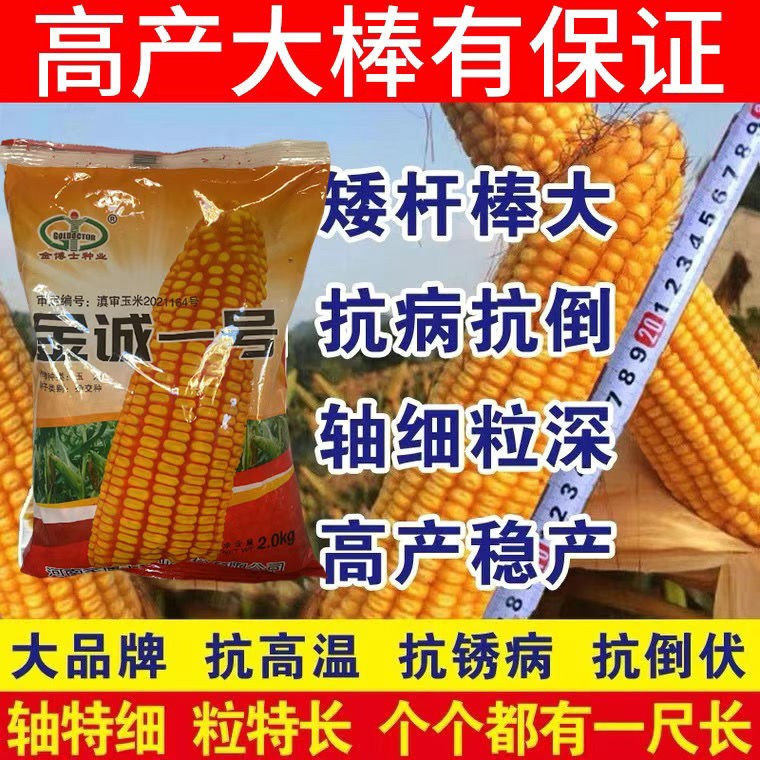 金诚1号 云贵川西南高产玉米种子耐贫瘠矮杆特大棒春播抗倒抗病