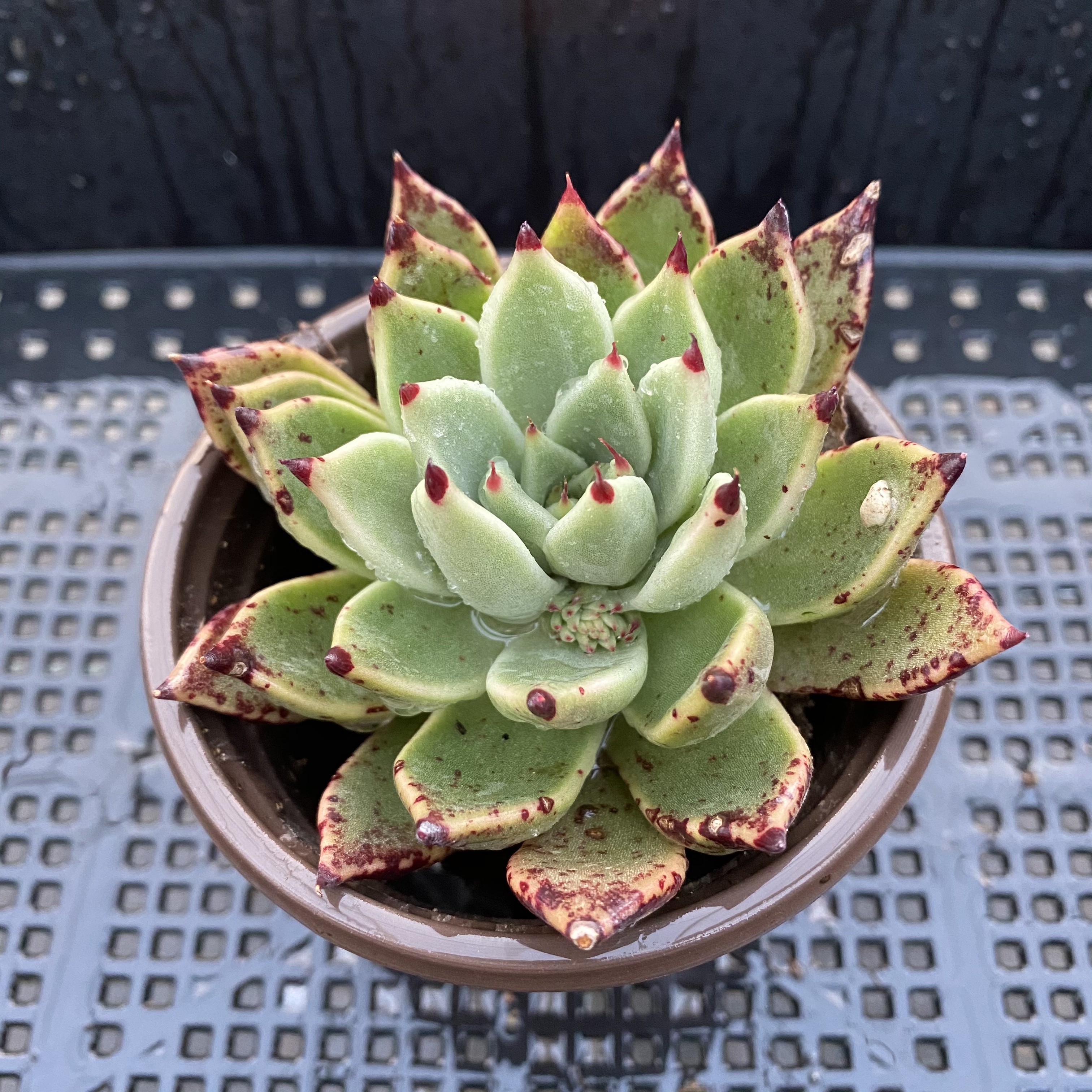 94号万圣夜大单头18元包邮多植物阳台室内空气净化多肉植物