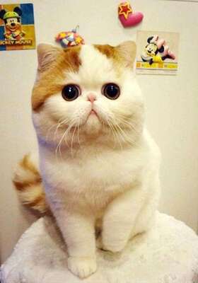 【诉说实情】台湾进口鲜奶口袋起司30g饼干怎么样?