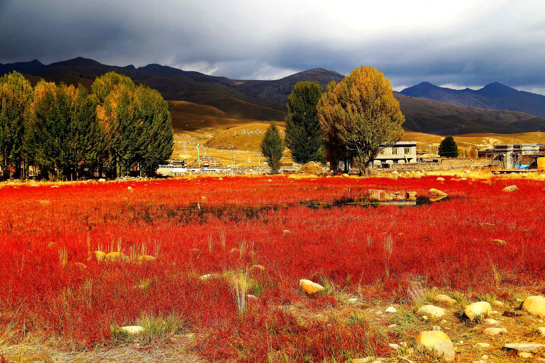 稻城亚丁红草地乡城图片