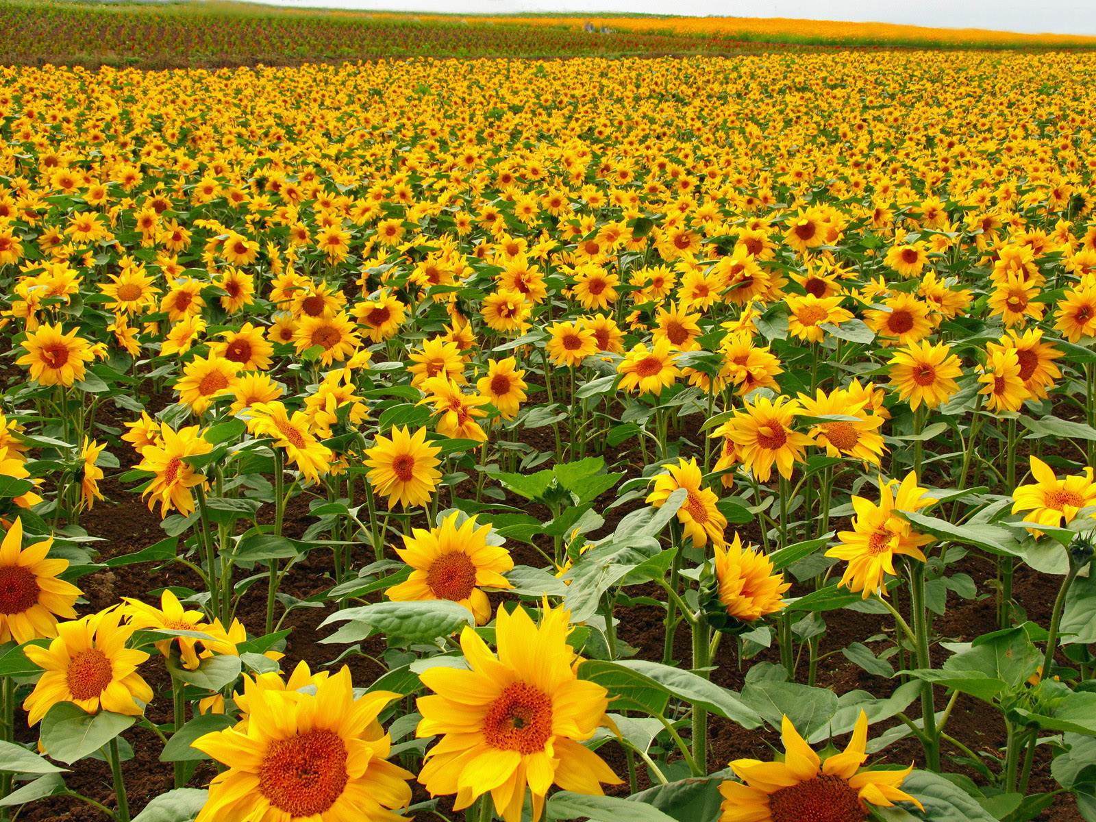 魔都及江浙沪这些绝美向日葵花田,花开成海美翻了!