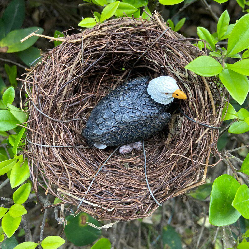 老鹰模型鹰巢鸟窝鸟蛋摆件静态仿真野生动物幼崽可爱玩具科普儿童