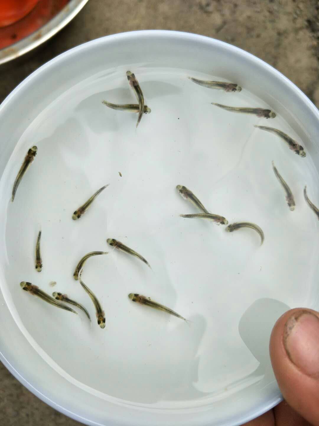 海鲈 七星鲈 淡水海鲈 海鲈鱼 海鲈鱼活体 海鲈鱼苗 鲈鱼 鲈鱼苗