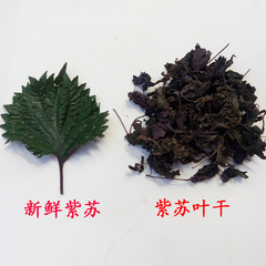 紫苏叶 农家野生紫苏干 天然晒干泡茶去腥烧鱼虾蟹必备香料