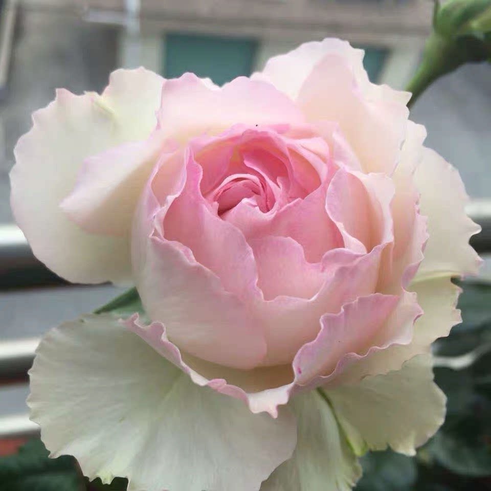 佩尔朱克月季花苗粉色多头丰花月季阳台盆栽浓香花卉四季开花