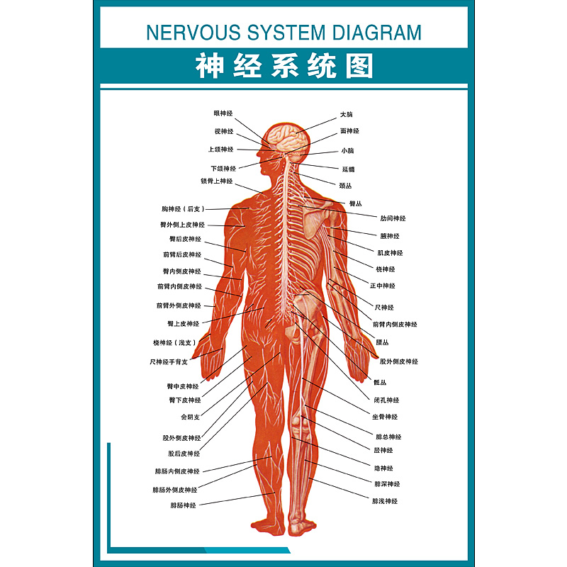 医院医学挂图神经系统pvc高清写真海报宣传画防水写真